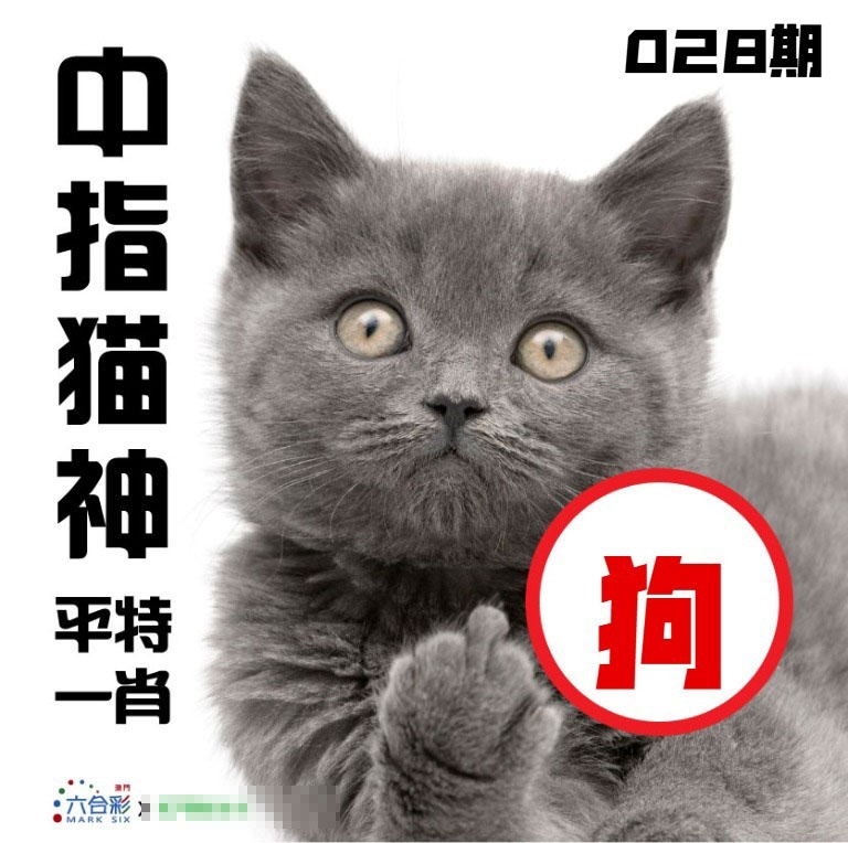 028期中指猫神[图]